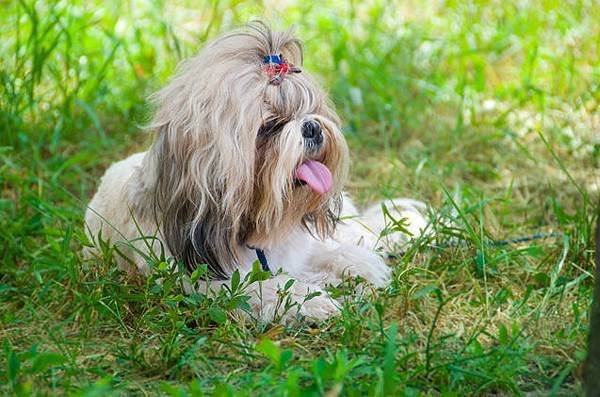 shih-tzu-1