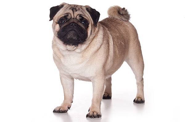 pug