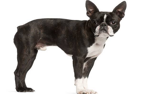 boston-terrier