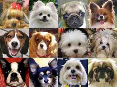 small-dog-breeds-group