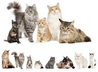 cat-breeds