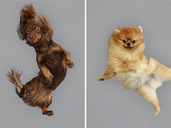 ss-141123-flying-dogs-tease_blocks_desktop_medium