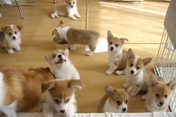 live-247-corgi-puppy-cam-1-4761-1343842801-3_big