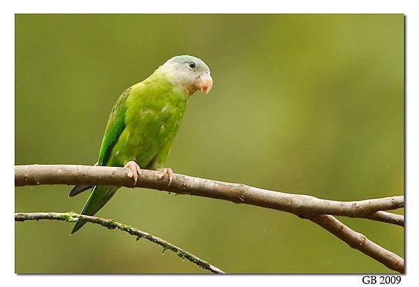 Gray-cheeked%20Parakeet%20-%2003