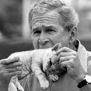 bush_eating_cat