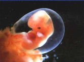 0109-gestation-period4-10weeks