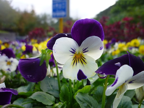 P1080536.JPG
