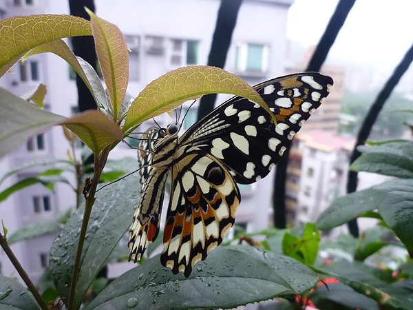 P1030078.JPG