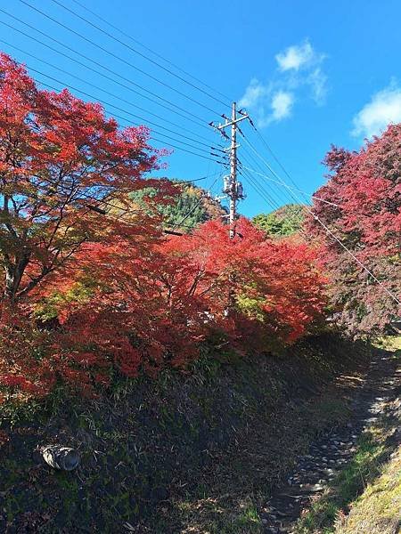 1131117-2楓葉迴廊