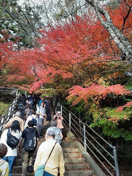 1131117-5新倉山淺間公園