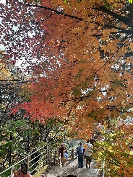 1131117-5新倉山淺間公園