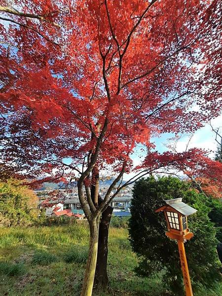 1131117-5新倉山淺間公園