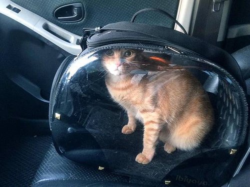 cat-car.jpg