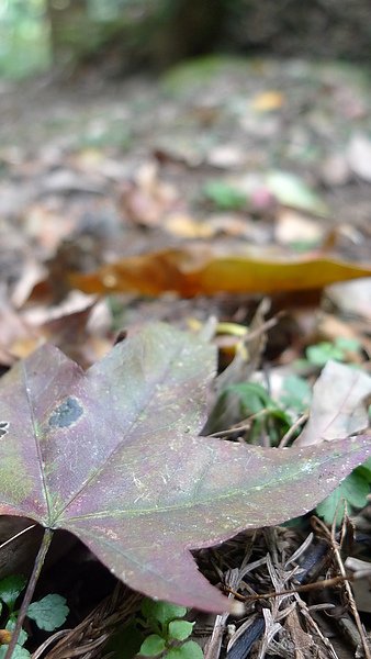 P1070177.JPG
