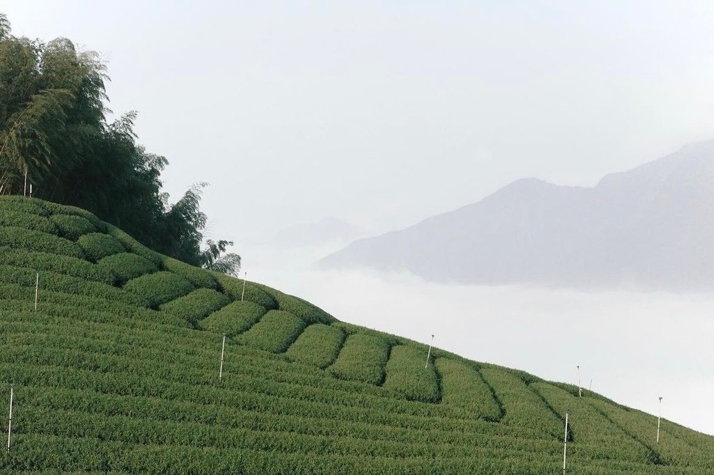 一二山嶺｜在竹林裡露營｜露營料理、露營生活｜南投露營區、露營