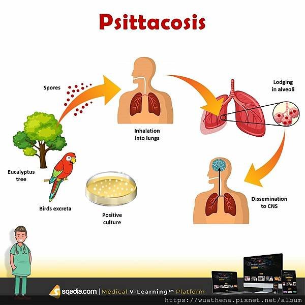 Psittacosis.jpg