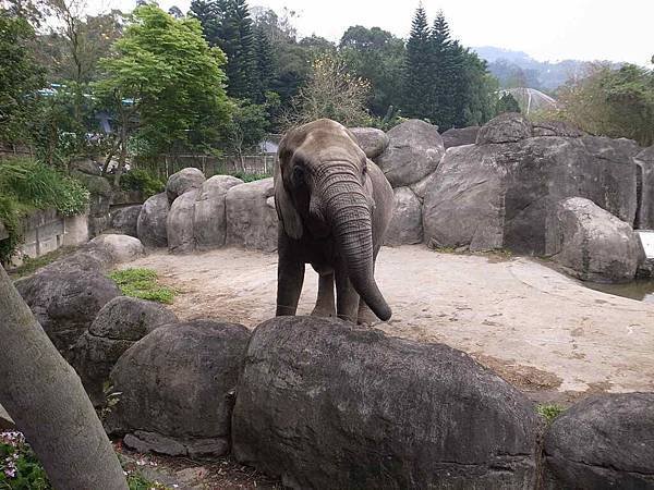 20110403台北木柵動物園_8