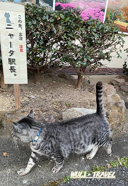 [遊記]  【日本九州】別府鶴見岳空中纜車-體驗九州最大的空