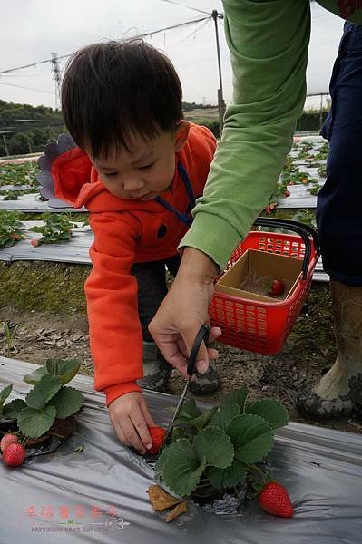 松田草莓園