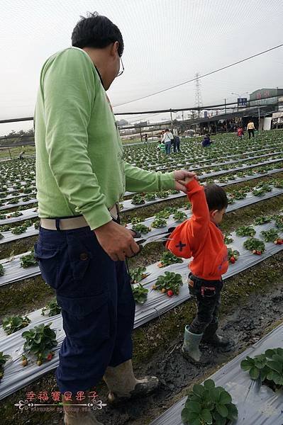 松田草莓園