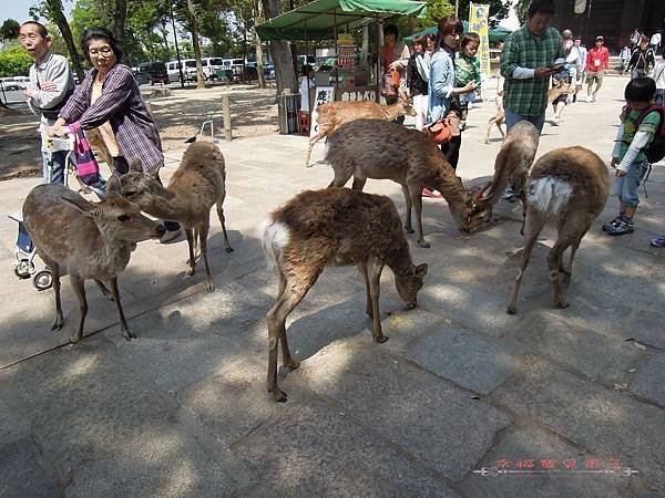 東大寺