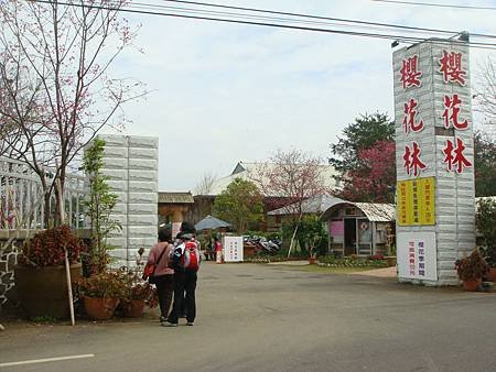 2013.02.03台中新社櫻花林-01