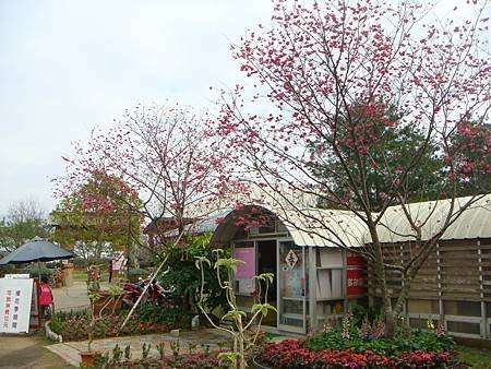 2013.02.03台中新社櫻花林-02
