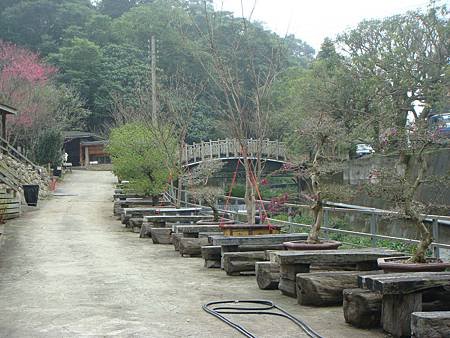 2013.02.03台中新社櫻花林-32