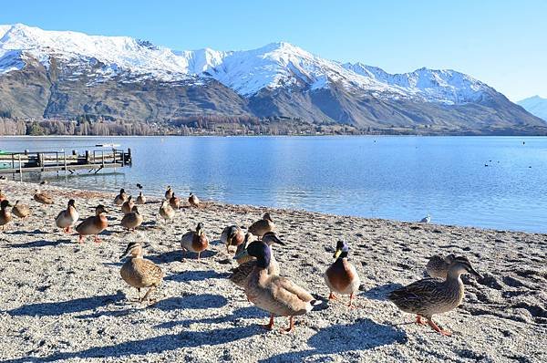 Wanaka