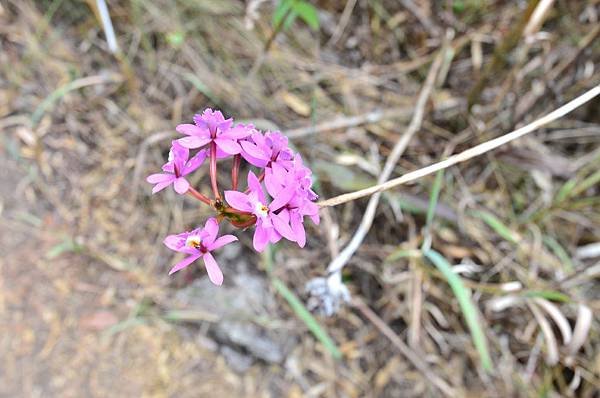 Peru Flower