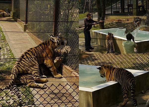 TIger Kingdom.jpg