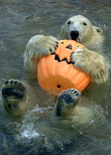 halloween_bear.jpg