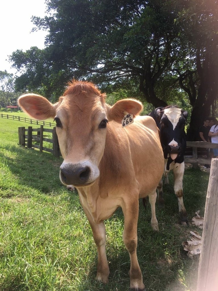牧場飼養娟姍牛與荷蘭牛_0.jpg