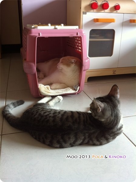 POCA &amp; KINOKO