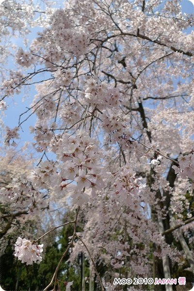 醍醐寺