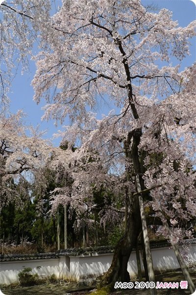 醍醐寺