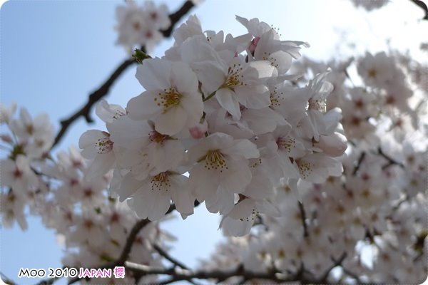 醍醐寺