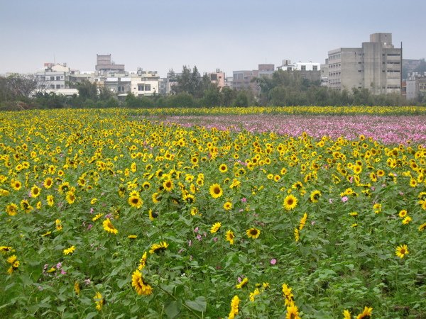 台一線通霄花海