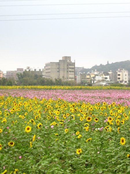 台一線通霄花海