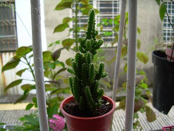 20120716多肉植物一盆20塊3盆50 (9)