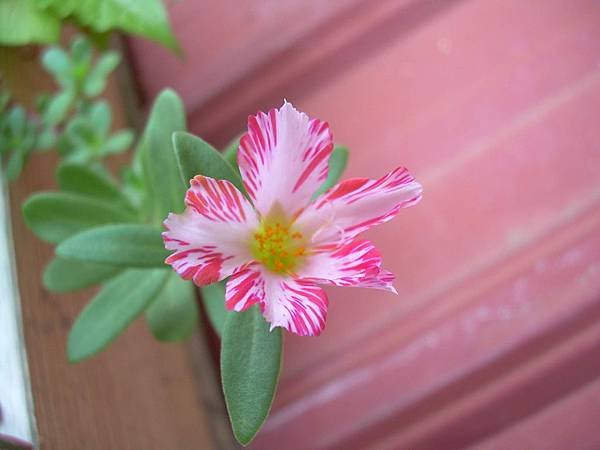 20120723其它花色品種馬齒莧(馬齒莧又稱豬母奶或豬母乳，王寶穿當年苦守寒窯，就是吃這種野菜長大的) (1)