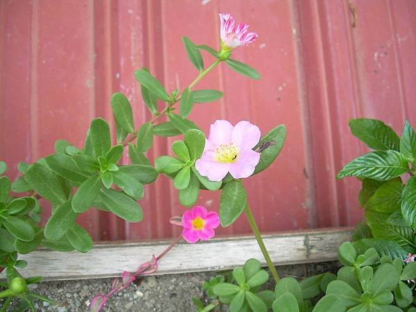 20120723其它花色品種馬齒莧(馬齒莧又稱豬母奶或豬母乳，王寶穿當年苦守寒窯，就是吃這種野菜長大的) (16)