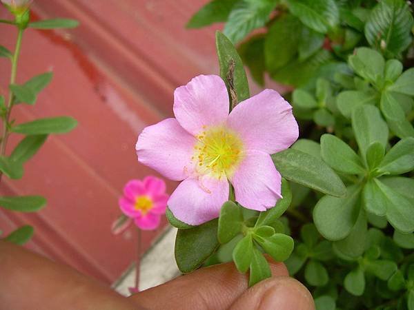 20120723其它花色品種馬齒莧(馬齒莧又稱豬母奶或豬母乳，王寶穿當年苦守寒窯，就是吃這種野菜長大的) (9)