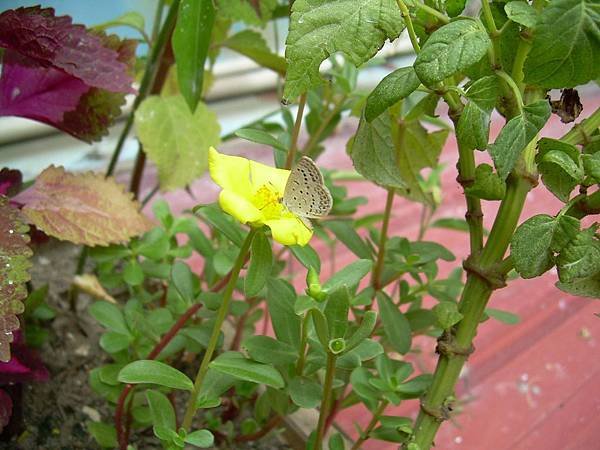 20120723其它花色品種馬齒莧(馬齒莧又稱豬母奶或豬母乳，王寶穿當年苦守寒窯，就是吃這種野菜長大的) (4)