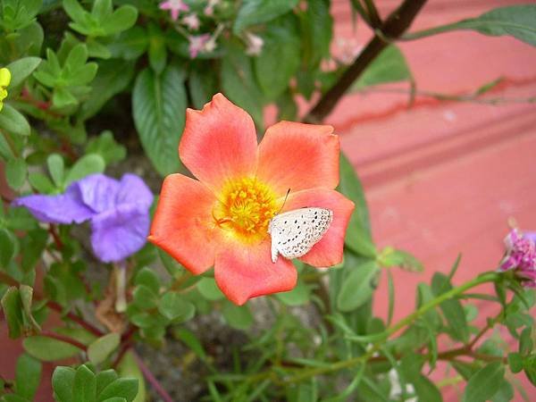 20120723其它花色品種馬齒莧(馬齒莧又稱豬母奶或豬母乳，王寶穿當年苦守寒窯，就是吃這種野菜長大的) (11)