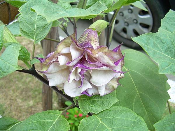 20120730曼陀螺 (3)