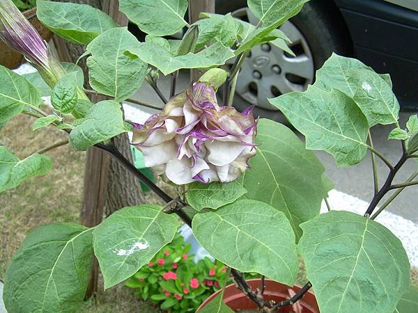 20120730曼陀螺 (4)