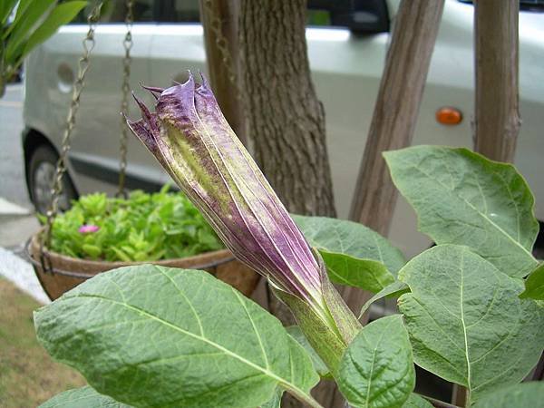 20120730曼陀螺 (5)