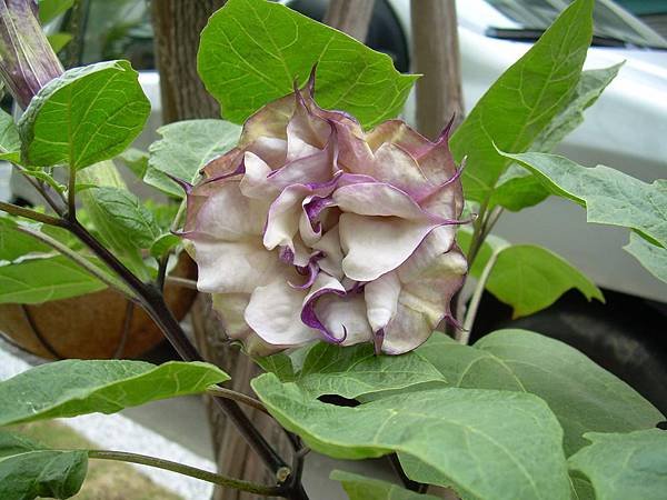 20120730曼陀螺 (0)