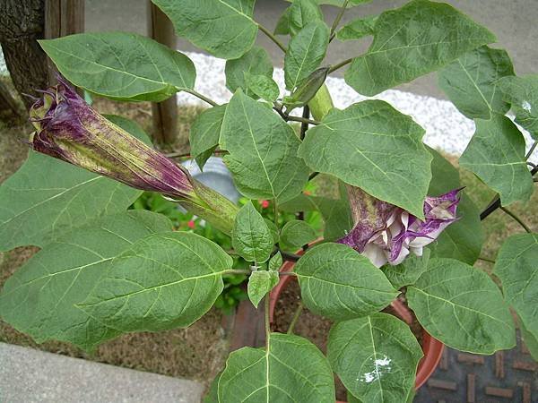 20120730曼陀螺 (7)
